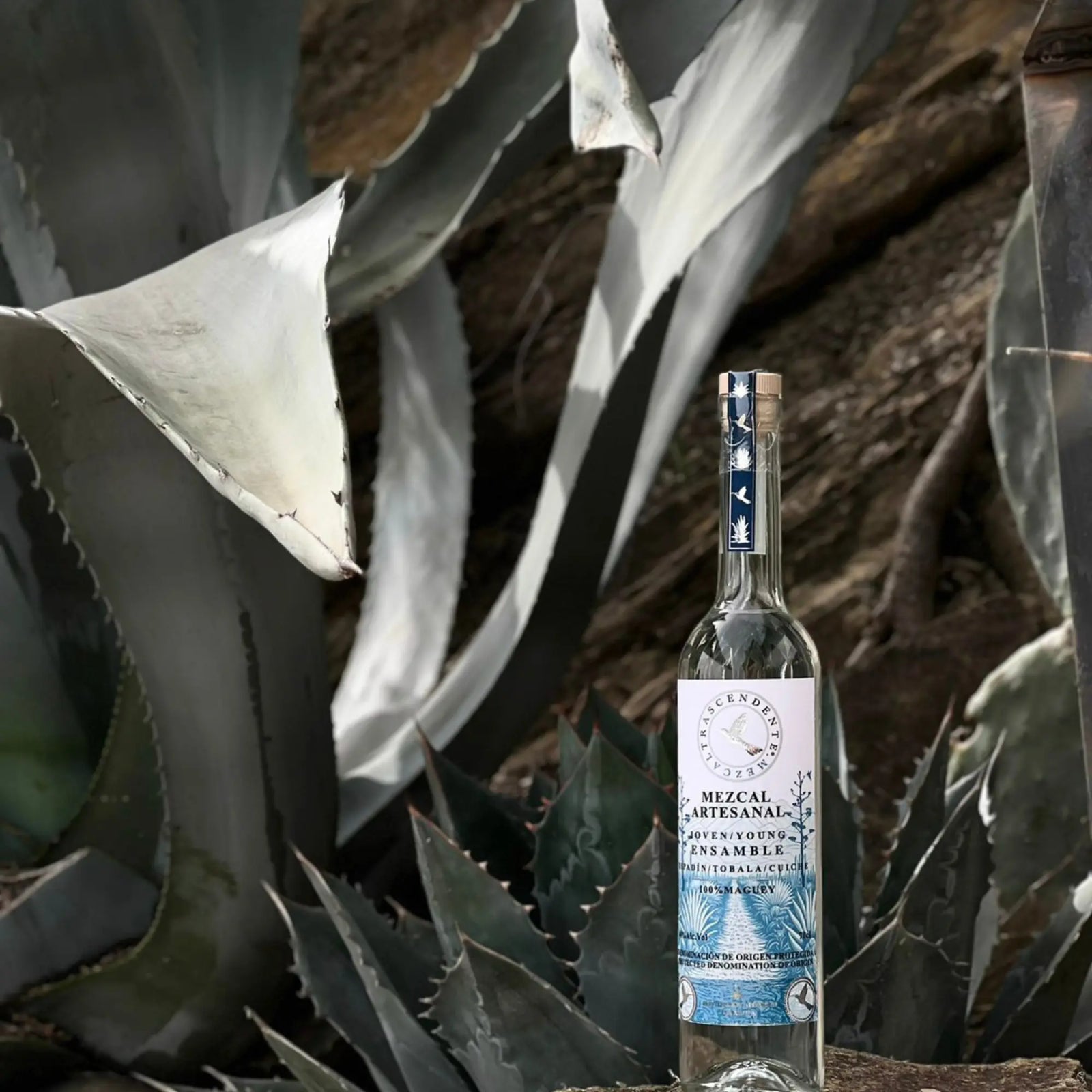 Mezcal Trascendente Ensamble 700ml, with its blue and white label, stands among agave plants in an outdoor setting, reflecting Mezcal Trascendente’s connection to cooked agave roots.