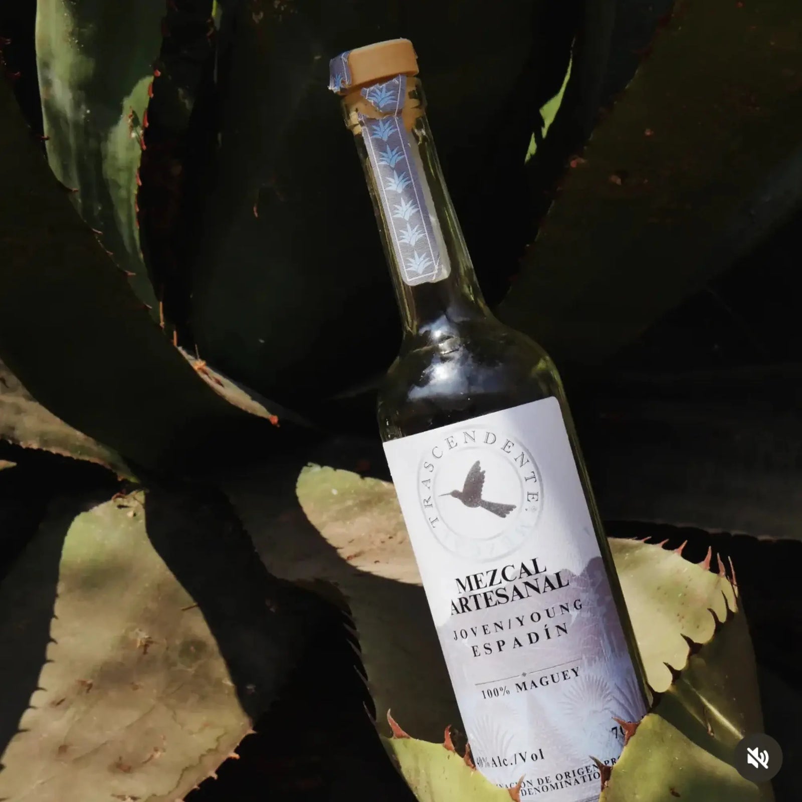 A bottle of Mezcal Trascendente Espadin 700ml sits atop a large agave plant, sunlight highlighting the Mezcal Trascendente label and spiky green leaves while evoking its distinctive citric aroma.