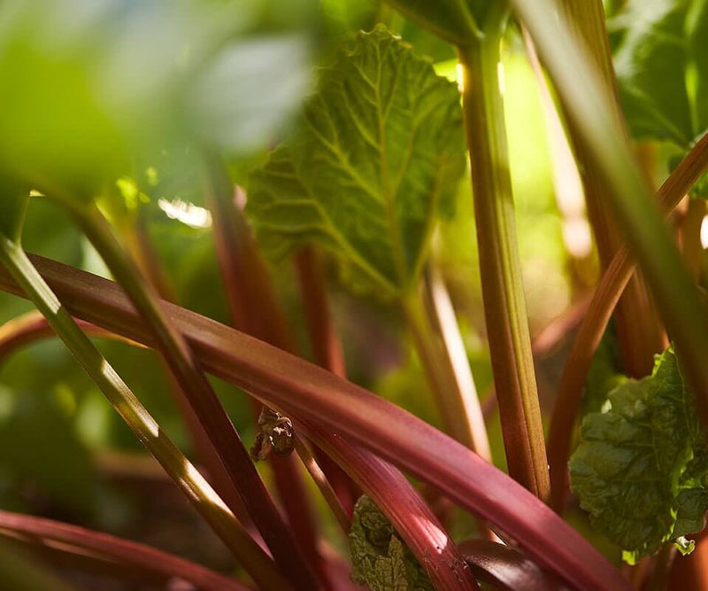 Load image into Gallery viewer, Warner&#39;s RHUBARB GIN - Main Street Liquor
